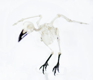 Squelette oiseau photo Camille Cier